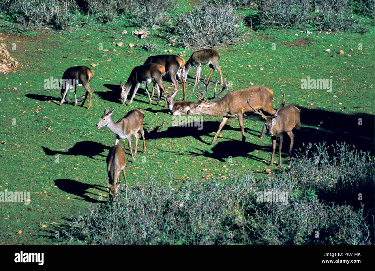Un cervo rosso gruppo. Sierras de Cazorla, Segura y Las Villas parco naturale. Provincia di Jaen. Regione dell'Andalusia. Spagna. Europa Foto Stock