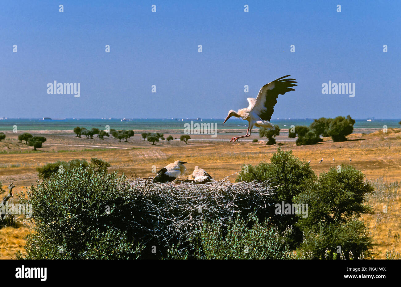 Cicogna bianca (Ciconia ciconia) - Il nido in un olivo selvatico. Entorno de Doñana parco naturale. Regione dell'Andalusia. Spagna. Europa Foto Stock