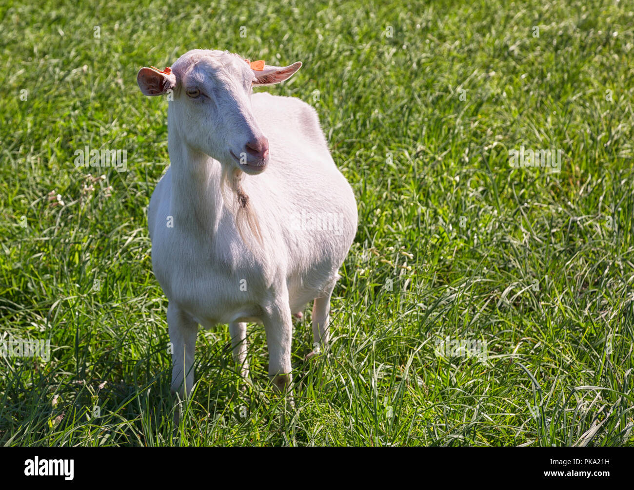 Capra bianca di pascolare su un verde prato Foto Stock