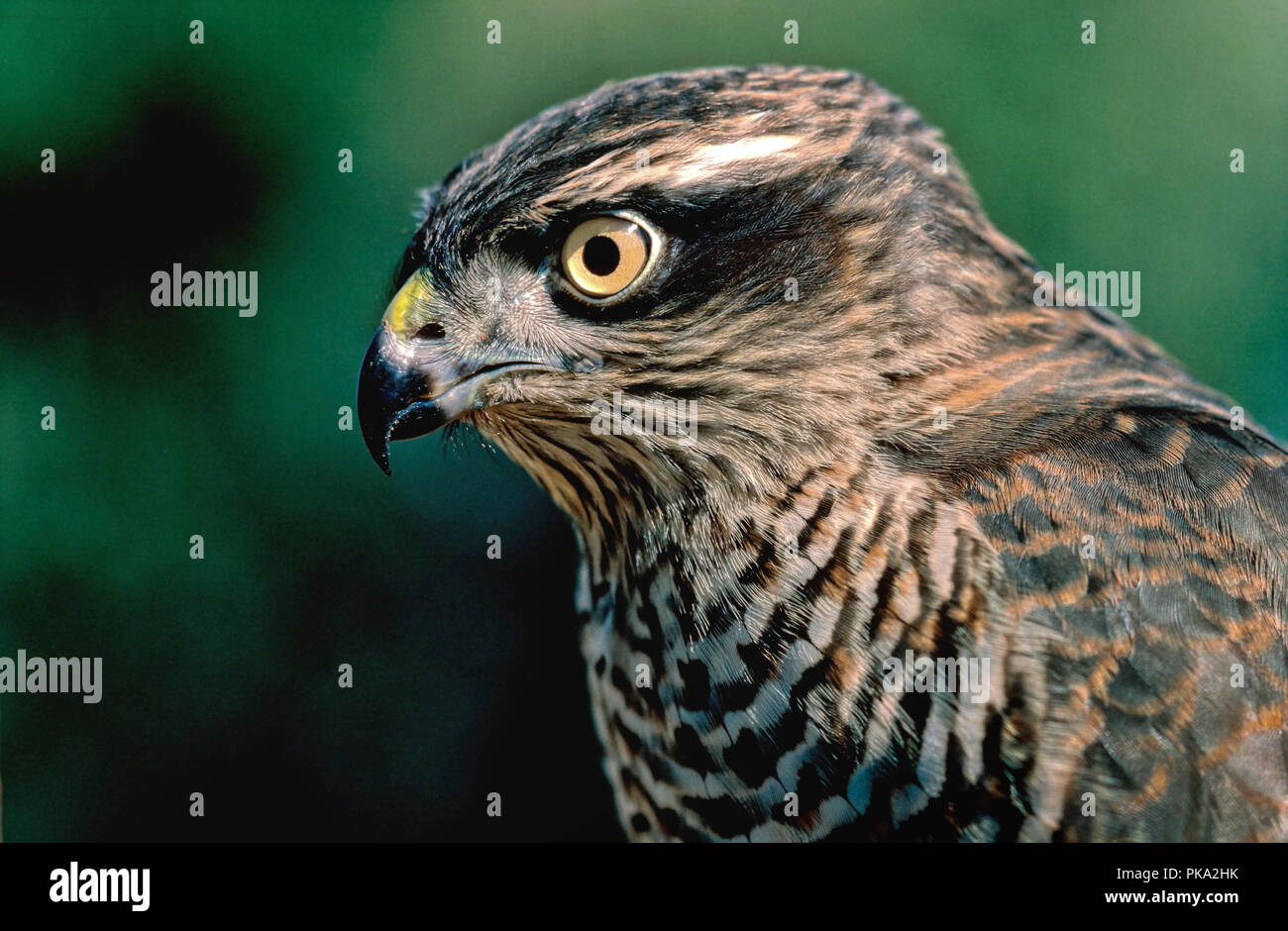 Eurasian Sparviero (Accipiter nisus). Il sud della Spagna. Europa Foto Stock