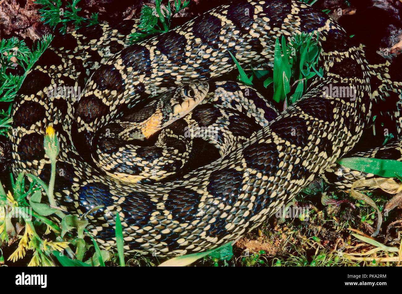 Il ferro di cavallo frusta snake (Hemorrhois hippocrepis). Il sud della Spagna. Europa Foto Stock