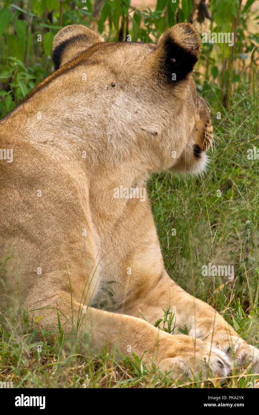 Leonessa hanno chiare indicazioni sul retro delle orecchie per aiutare con segnalazione agli altri nell'orgoglio aswell come una chiara follow-me segnale per cuccioli. Foto Stock