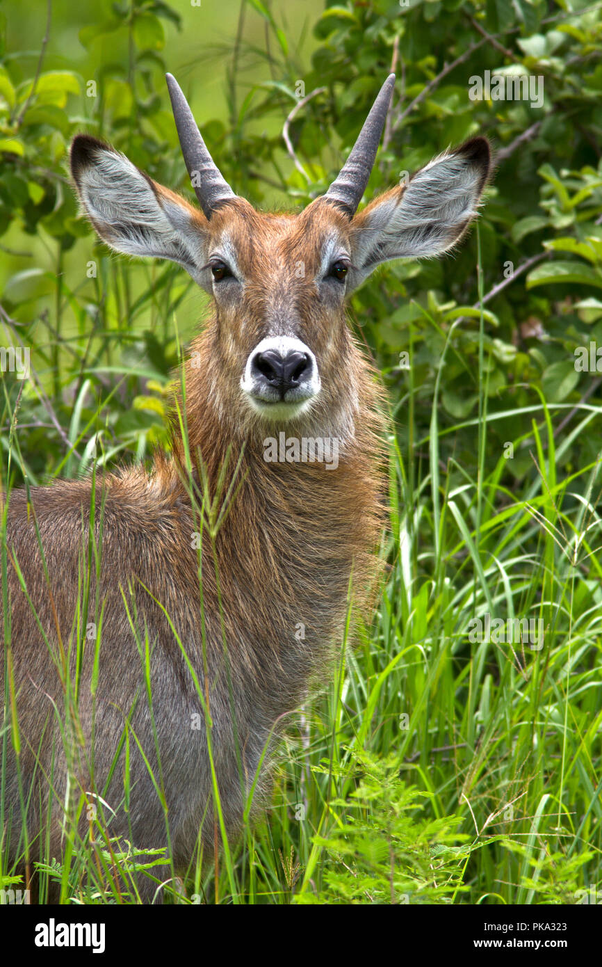 Un bambino maschio DeFassa Waterbuck lascerà presto il suo gruppo natal a joing il batchelor mandria dove Egli stabilirà la sua posizione nel maschio hi Foto Stock