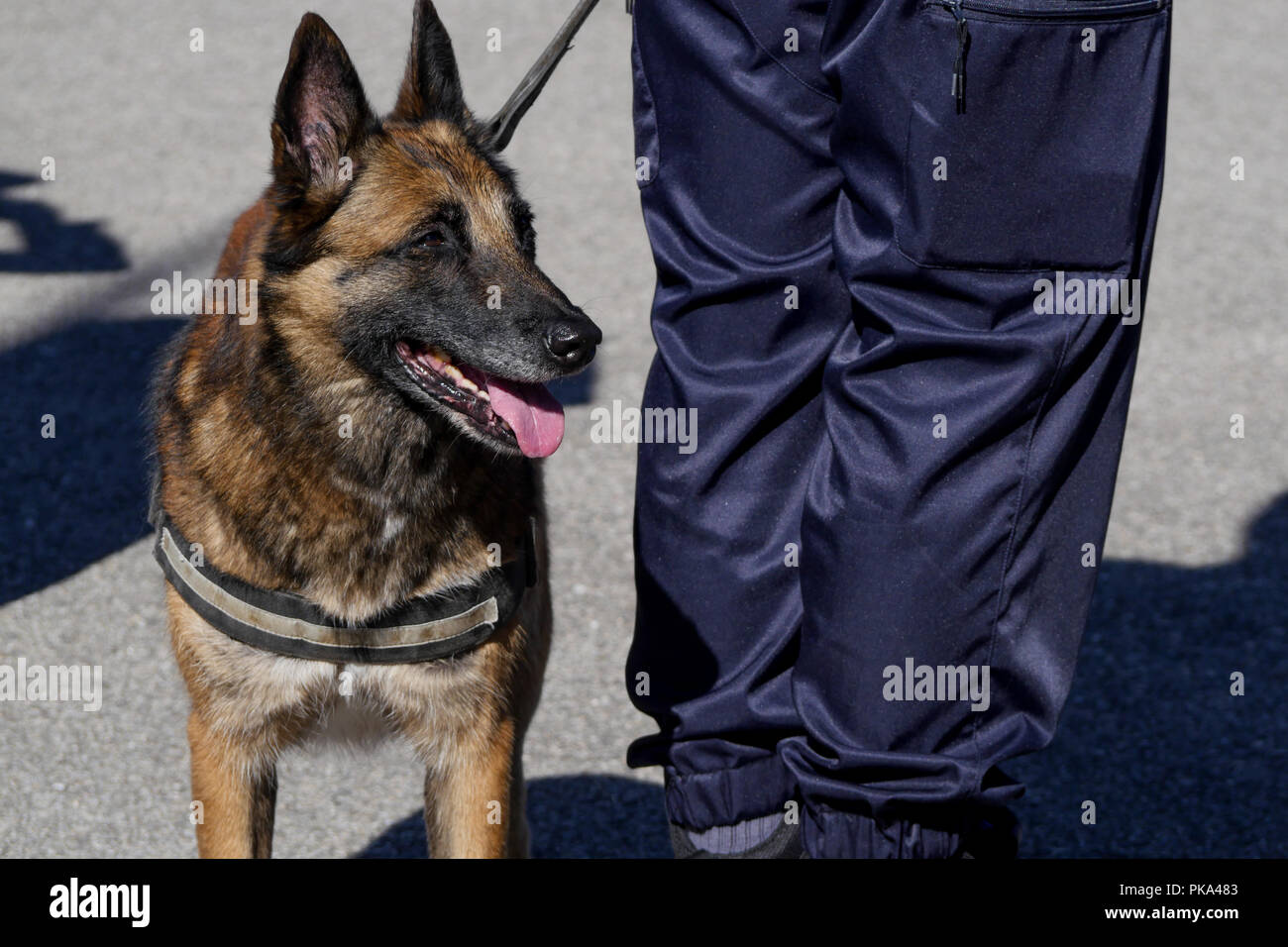 Francese di polizia Gendarmery cane, Sathonay-Camp, Francia Foto Stock