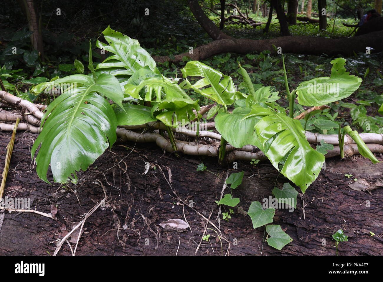 Split-foglia (Philodendron Monstera deliciosa) all'AJC Bose indiano Giardino Botanico, quella di Howrah, Calcutta, India Foto Stock