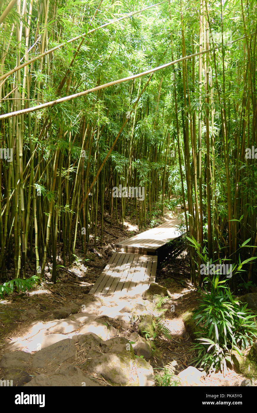 L'iconico passerelle del sentiero Pipiwai come hanno tagliato attraverso la densa verdi foreste di bambù di Haleakala Parco nazionale sull'isola di Maui, Hawaii Foto Stock