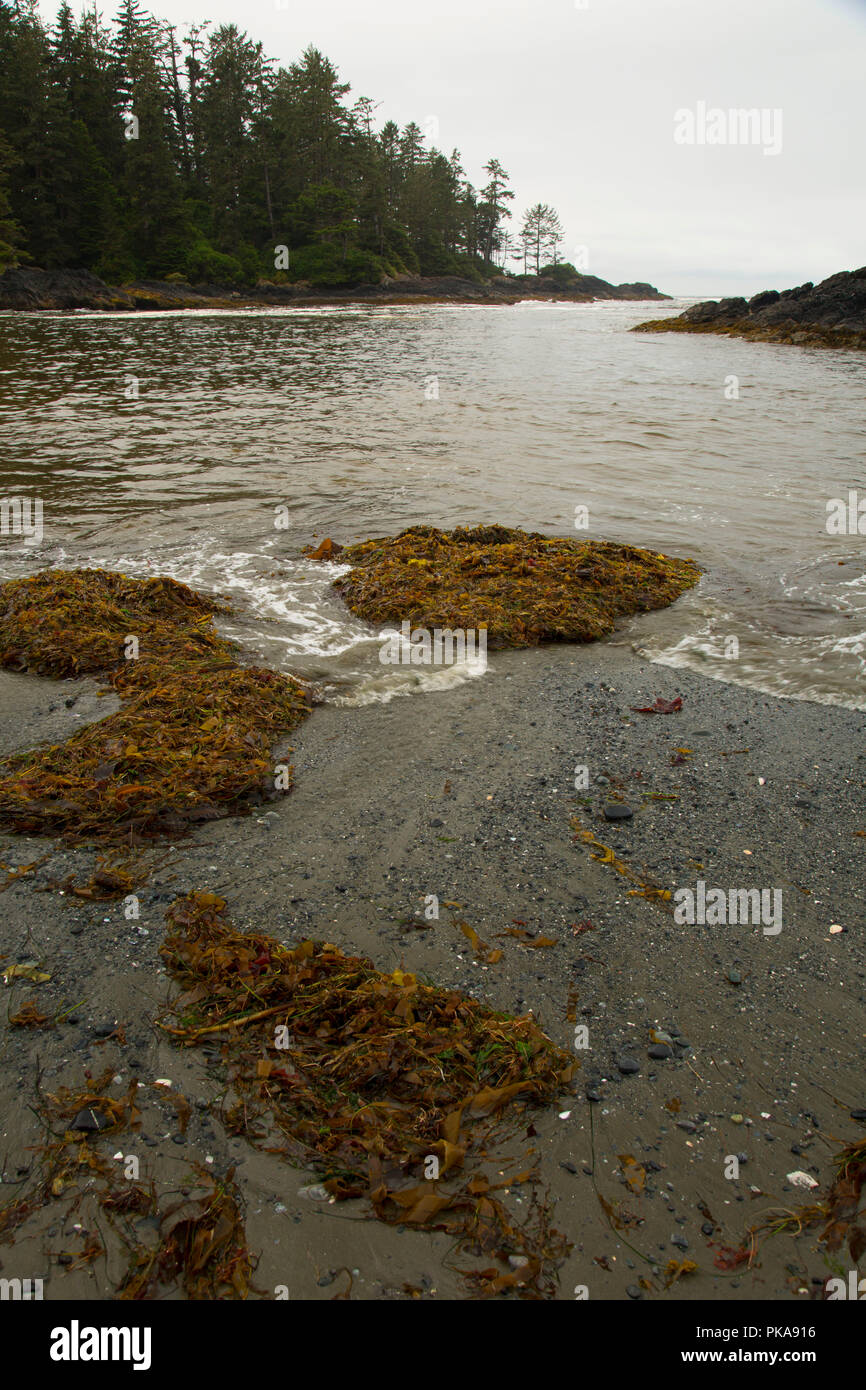 Costa a South Beach, Pacific Rim National Park, British Columbia, Canada Foto Stock