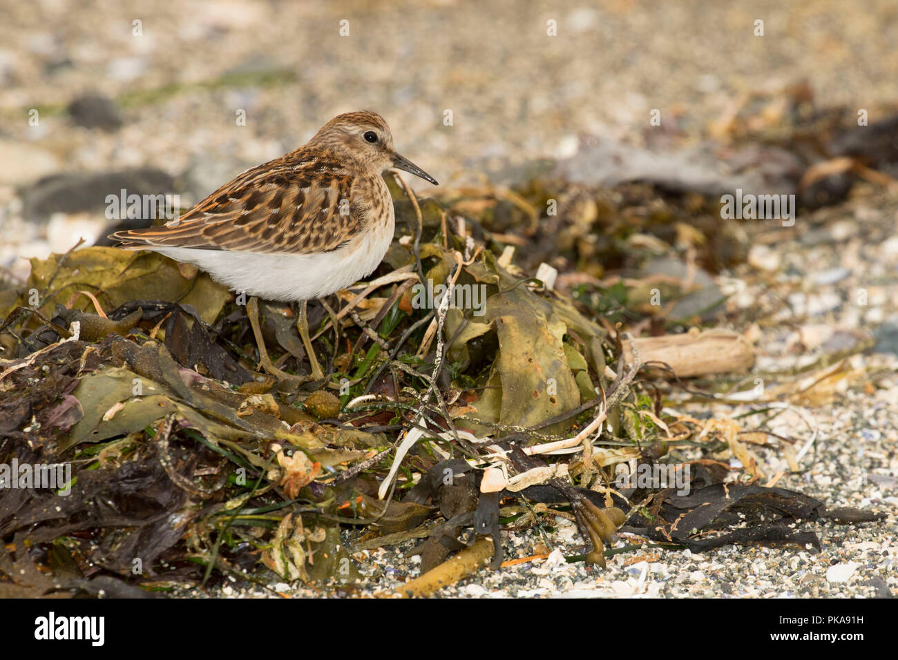 Sandpiper sulla spiaggia di South Beach, Pacific Rim National Park, British Columbia, Canada Foto Stock