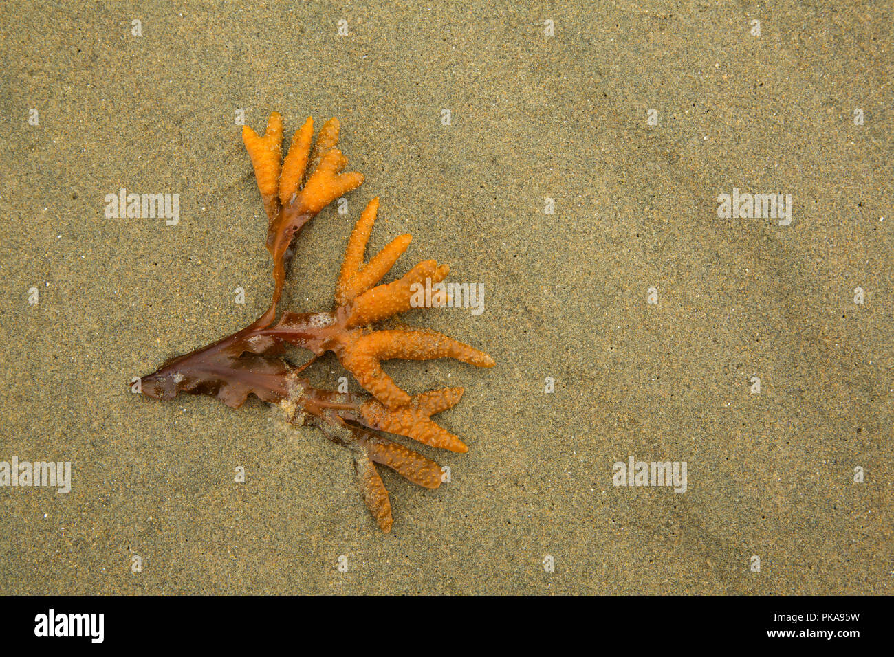 A Rockweed Wickaninnish Beach, Pacific Rim National Park, British Columbia, Canada Foto Stock