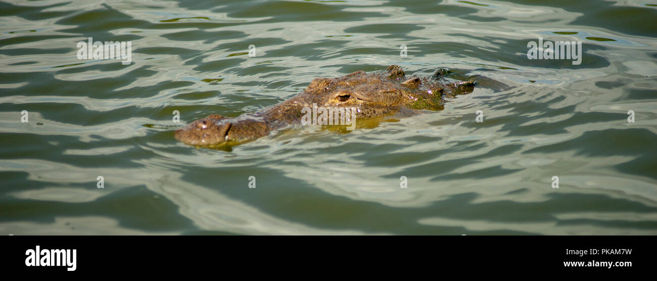 Un adulto superfici di alligatore abbastanza a lungo per prendere un po' di sole e un paio di respiri in Florida USA Foto Stock