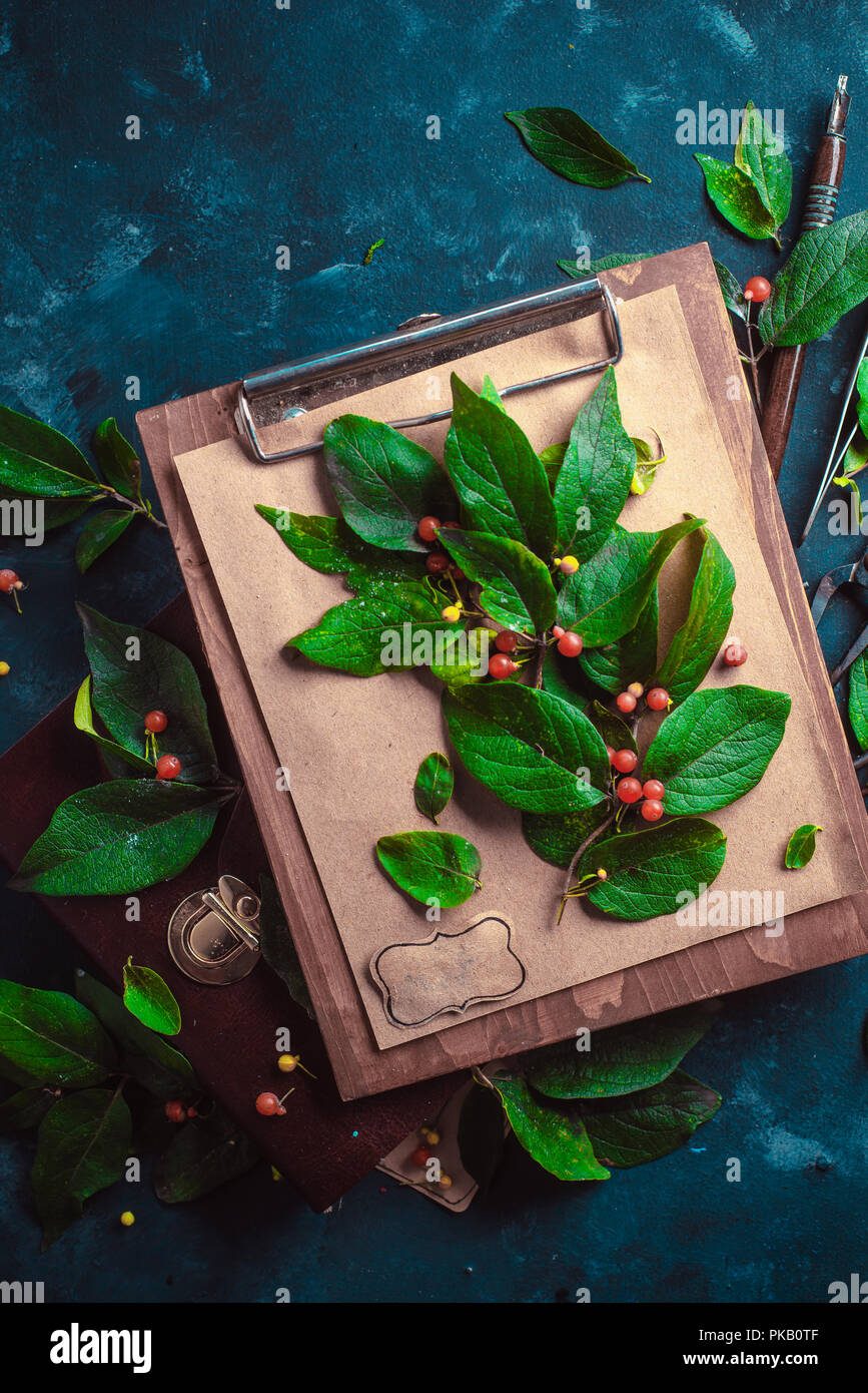 Ramo di albero con il verde delle foglie e bacche su una tavola di legno negli appunti. Botanico o progetto scuola concetto. Piatto floreale lay con spazio di copia Foto Stock