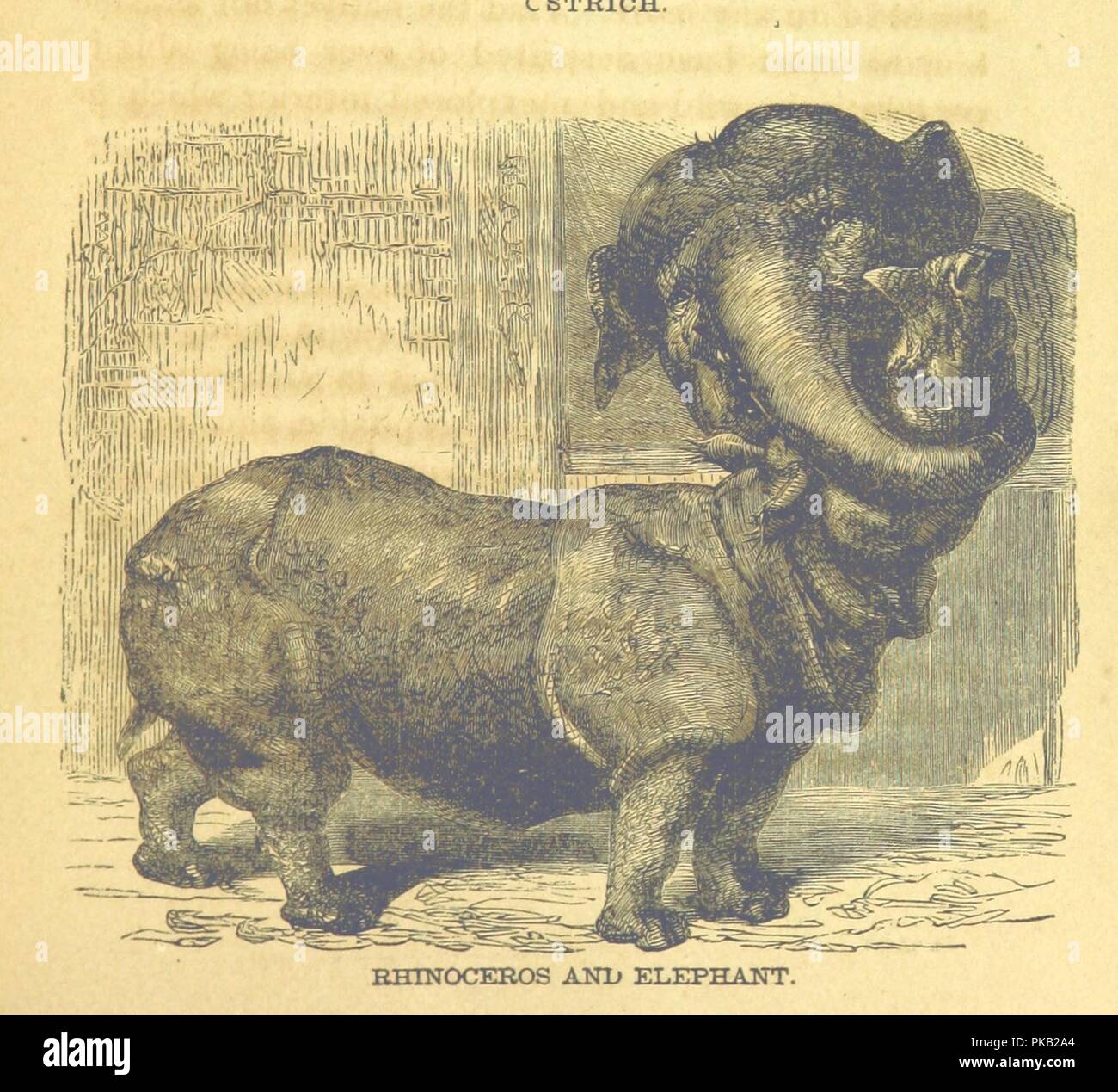 Immagine dalla pagina 275 di 'esplorazioni in Africa, dal Dottor David Livingstone, e altri, dando un account completo del Stanley-Livingstone spedizione di ricerca . come fornita dal dottor Livingstone e il sig. Stanley . A cura di L.0006. Foto Stock