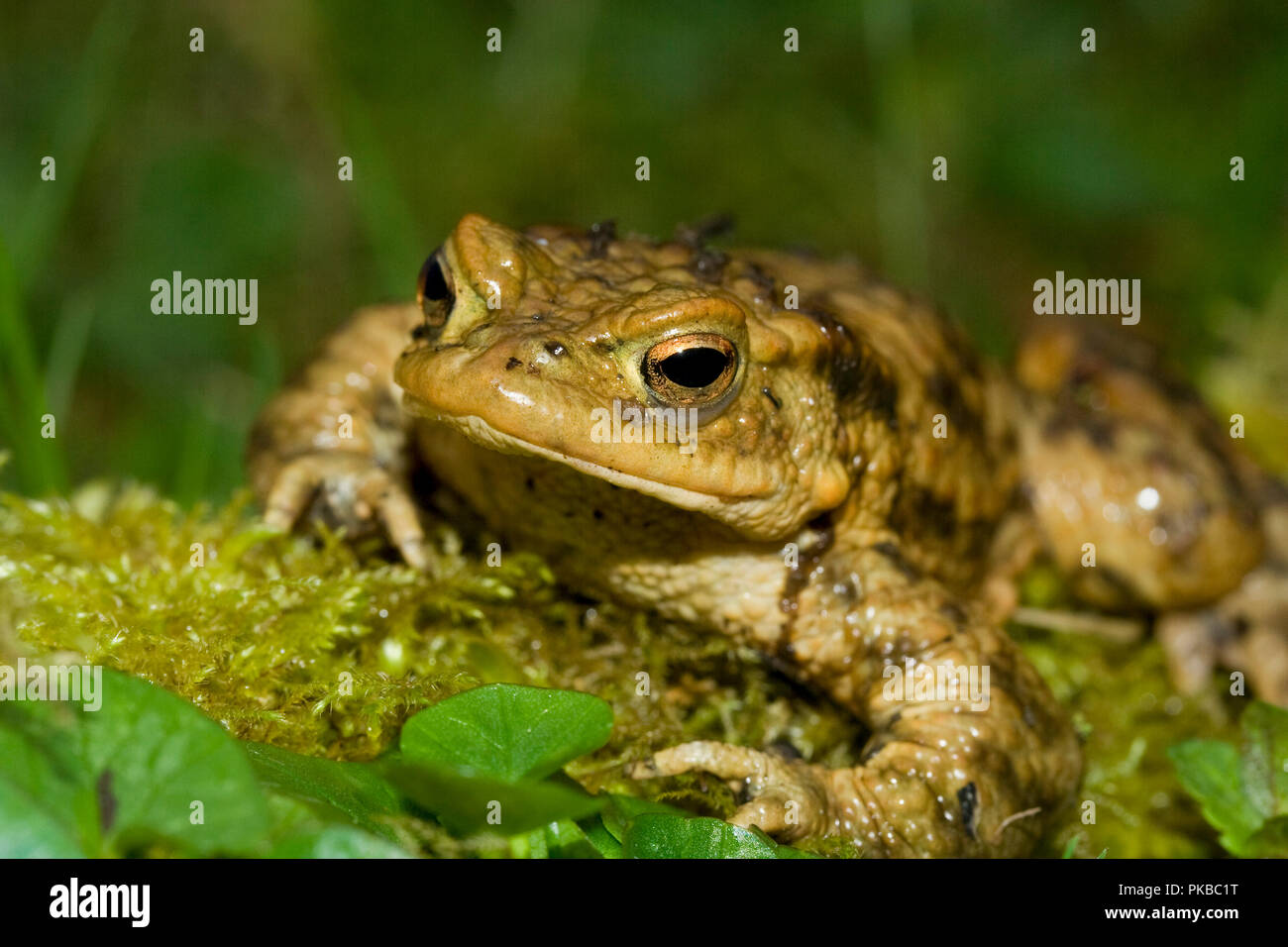 Maschio di rospo comune, REGNO UNITO Foto Stock