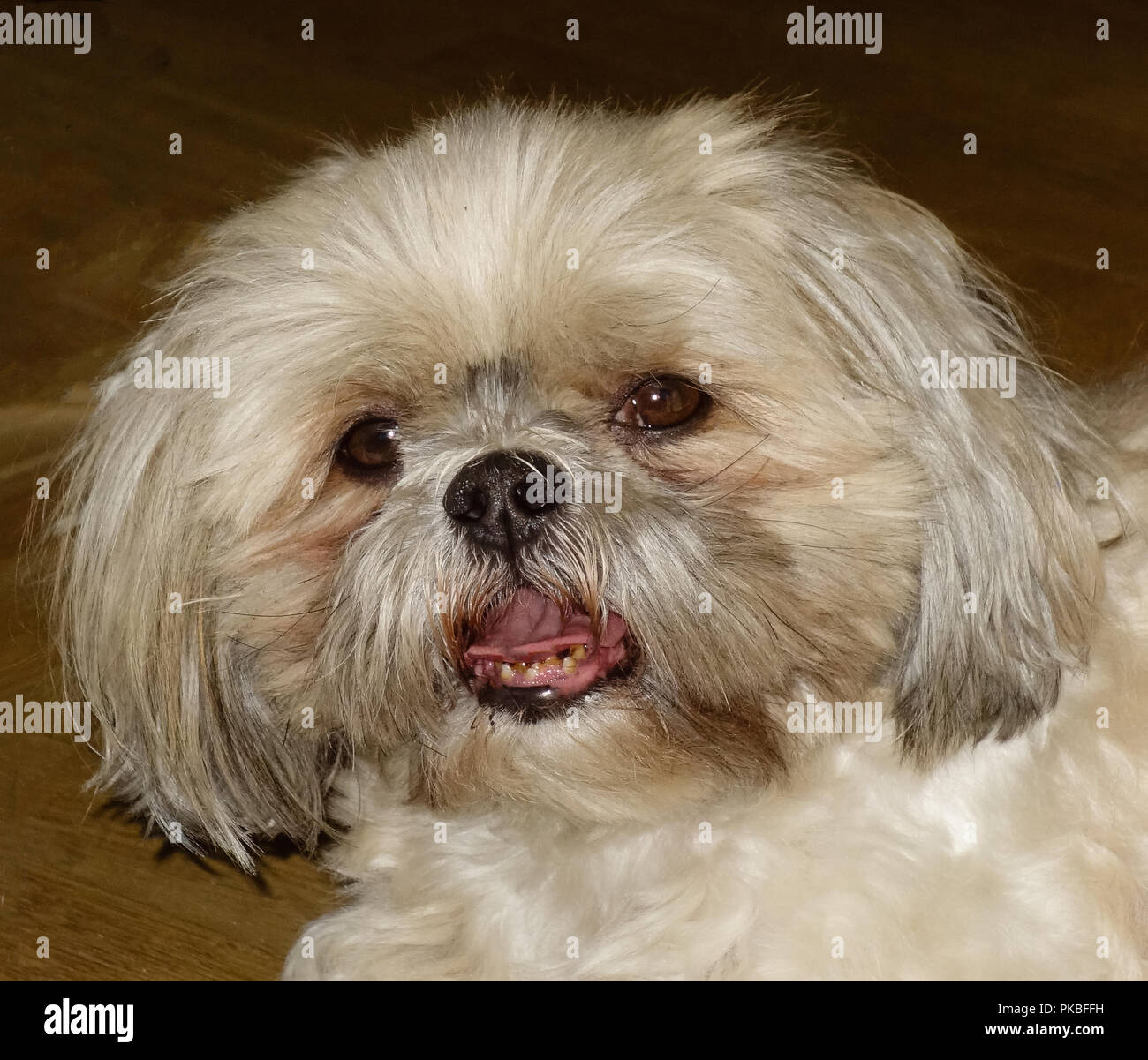 Mimi, Shih Tzu. Foto Stock