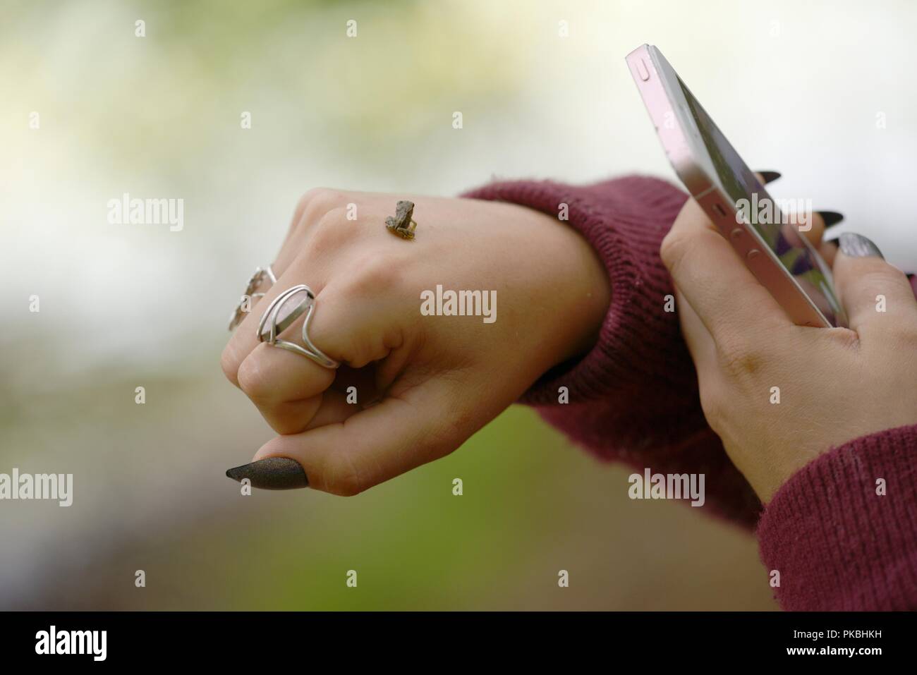 Ragazza che fotografa una rana giovane, Rana temporaria sul retro della sua mano utilizzando una fotocamera digitale per smartphone iphone, Galles, Regno Unito. Foto Stock