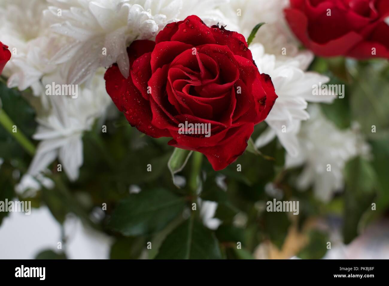 Le rose sono rosse Foto Stock