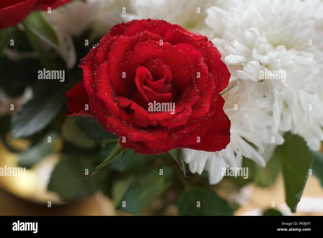 le rose sono rosse le viole sono blu rime divertenti