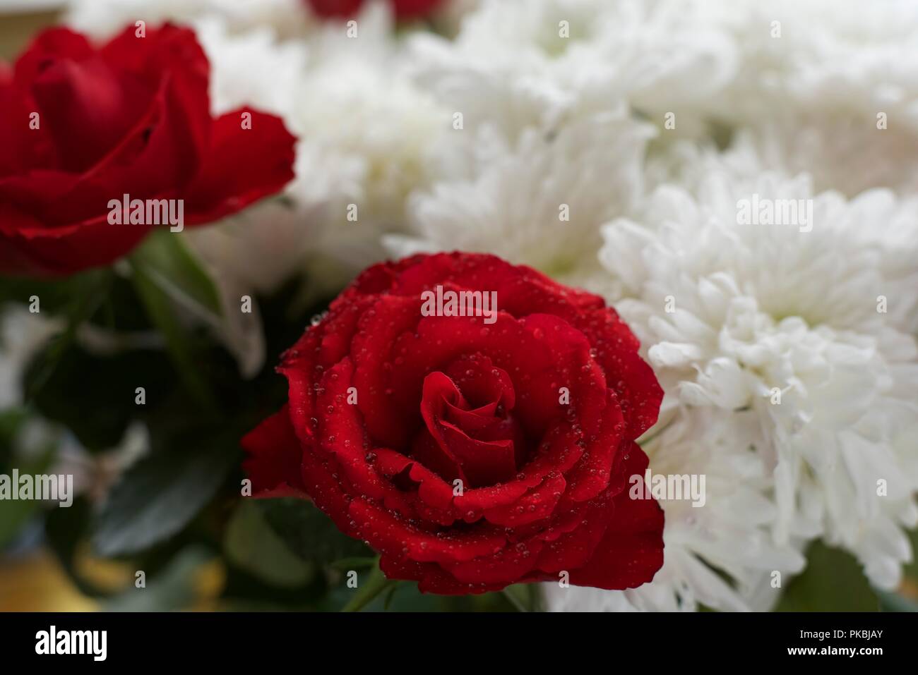 Le rose sono rosse Foto Stock