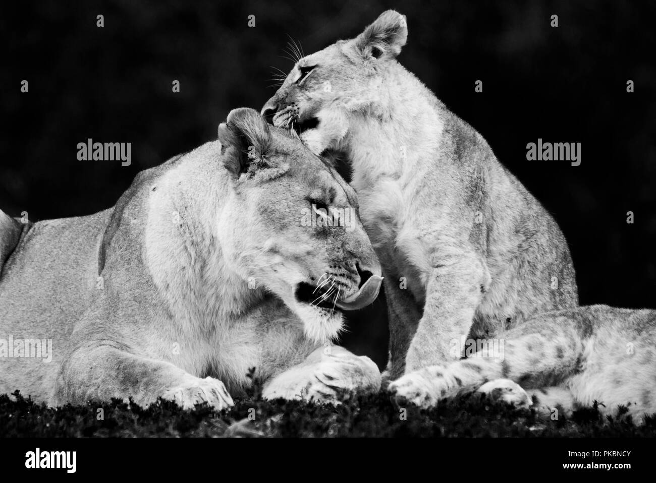 Leoni africani Foto Stock