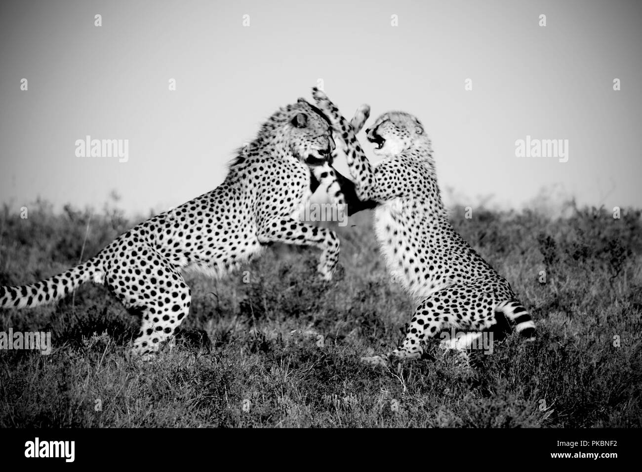 Leoni africani Foto Stock