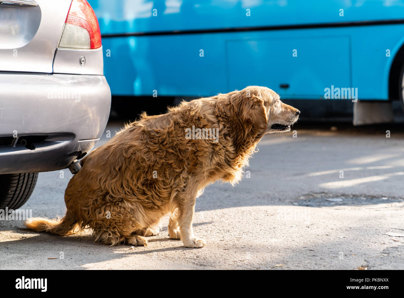 Infetti o cane allergica graffi e prurito il suo retro tramite auto Foto Stock