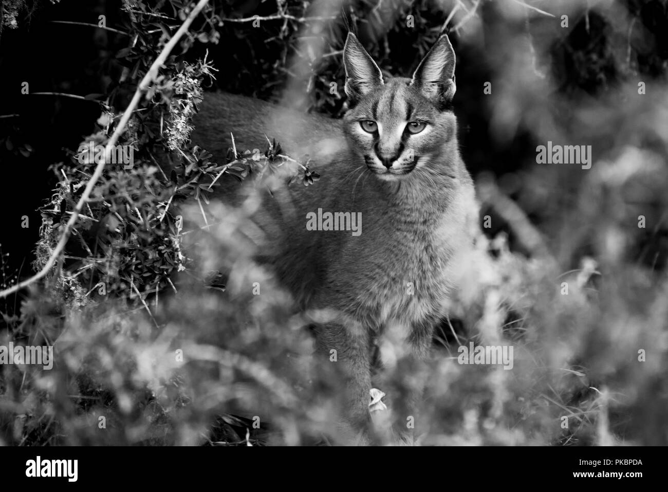 Leoni africani Foto Stock