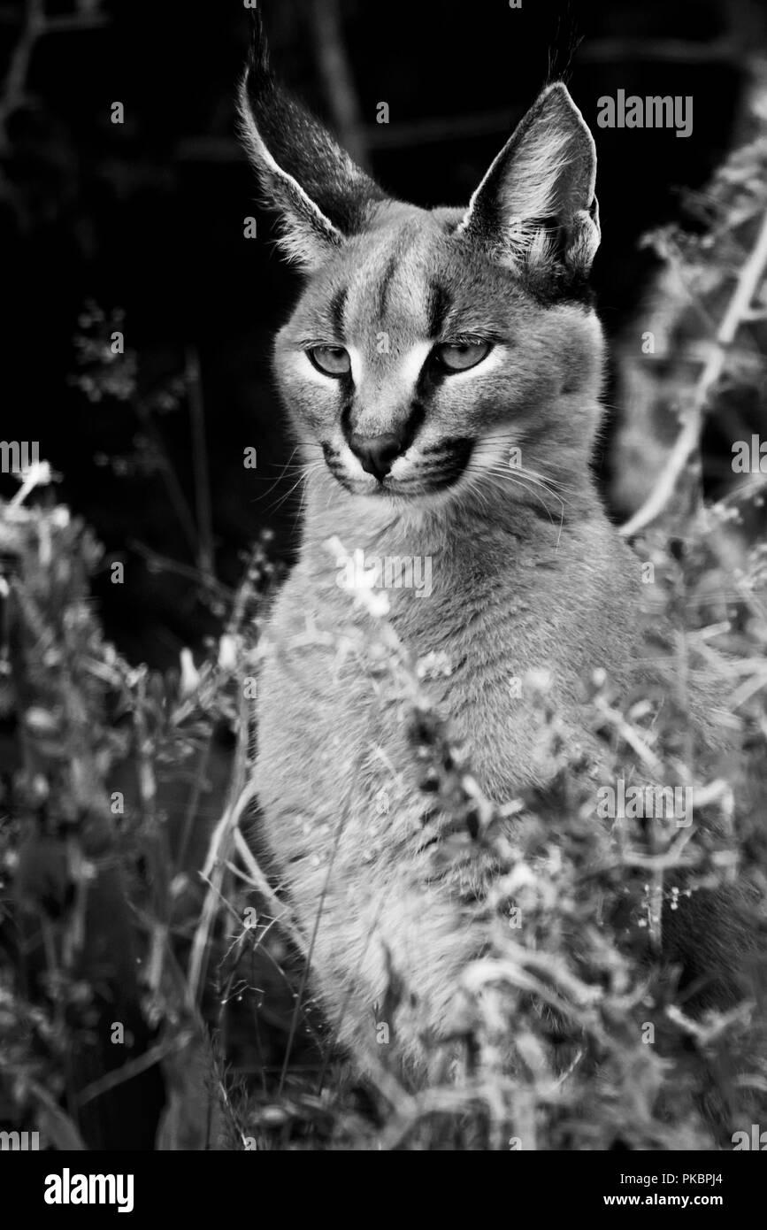 Leoni africani Foto Stock