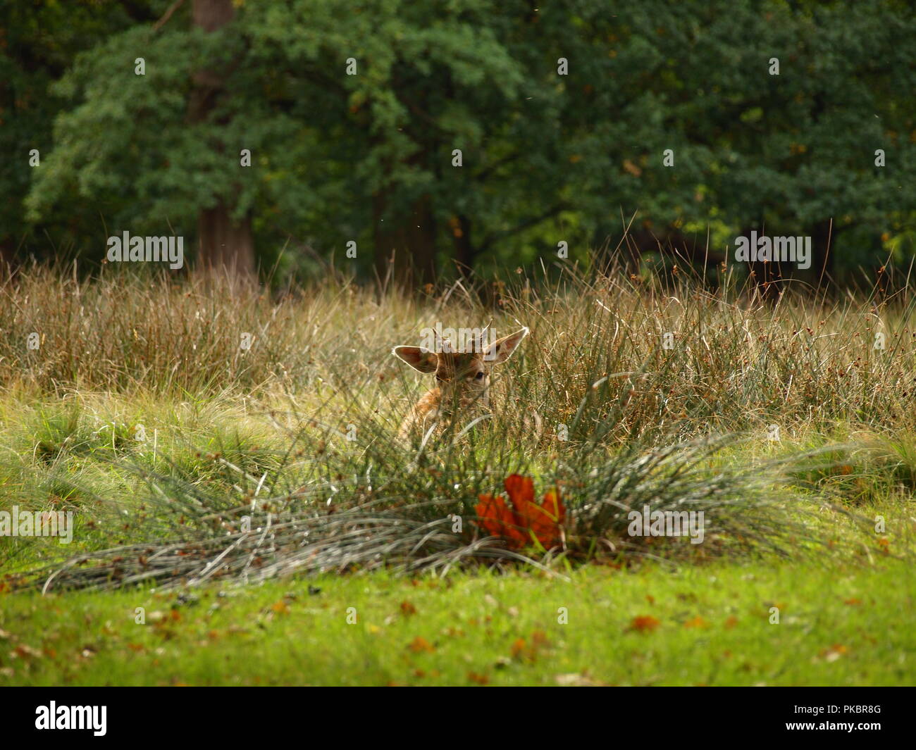 Baby fawn buck daini cervidae monophylectic appoggiata in erba Foto Stock