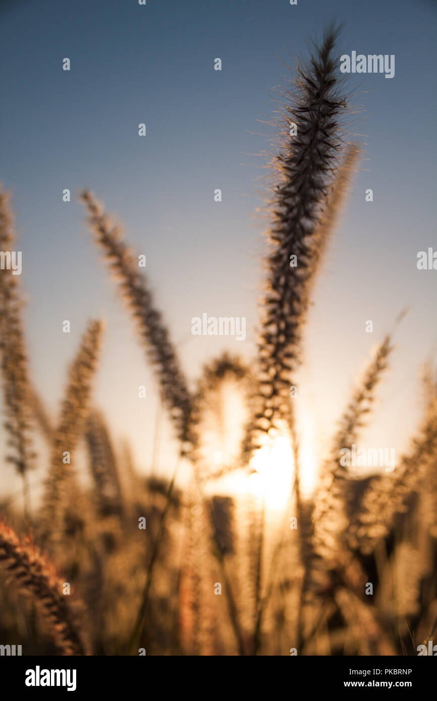 Erba alta che assomigliano a frumento nella luce di Sunrise e cielo blu Foto Stock