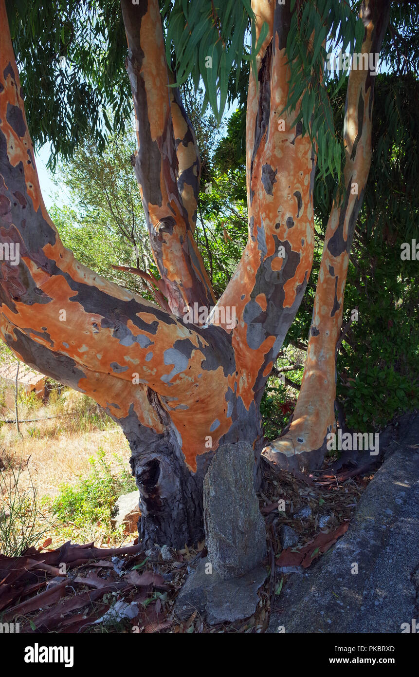 Albero di eucalipto in giardino sardo Foto Stock