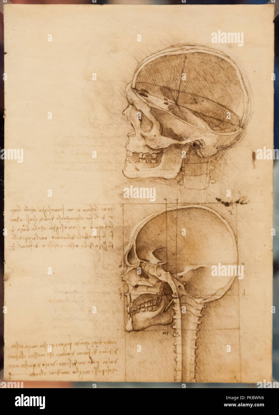 Leonardo da Vinci umana del cranio e della colonna vertebrale di disegno anatomico presso la Queen's Gallery di Londra, England, Regno Unito Foto Stock