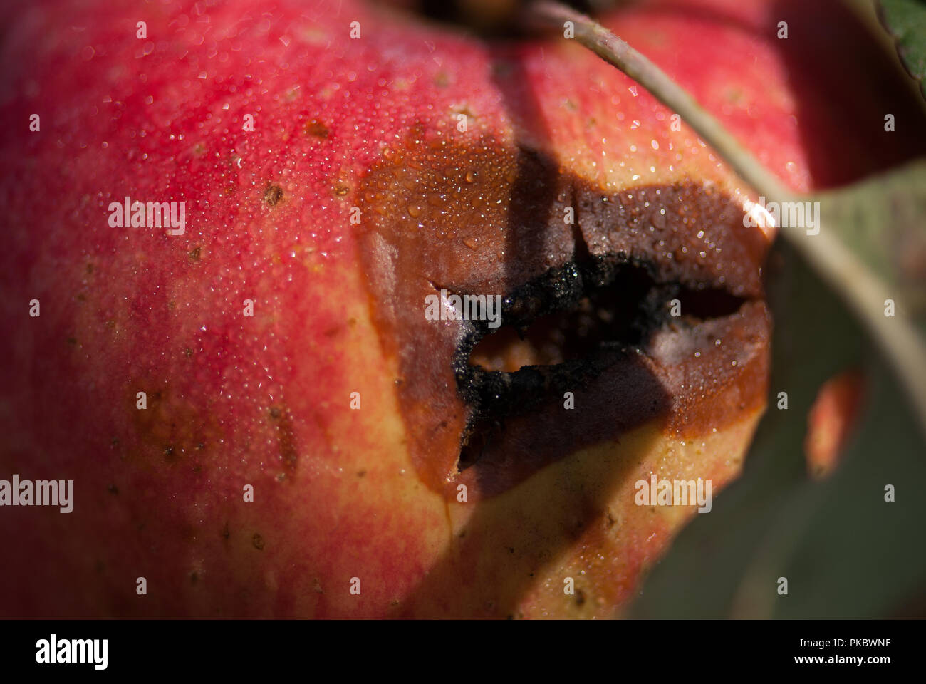 Rosso bagnato marcio Apple su un ramo , il fuoco selettivo di ripresa macro con DOF poco profondo Foto Stock