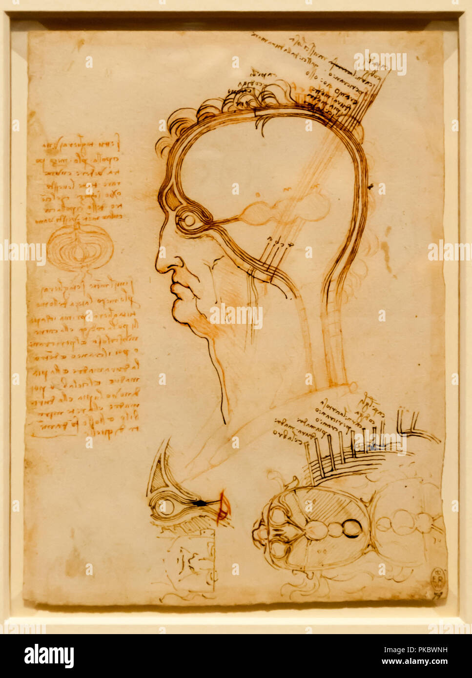 Leonardo da Vinci occhio umano di disegno anatomico presso la Queen's Gallery di Londra, England, Regno Unito Foto Stock