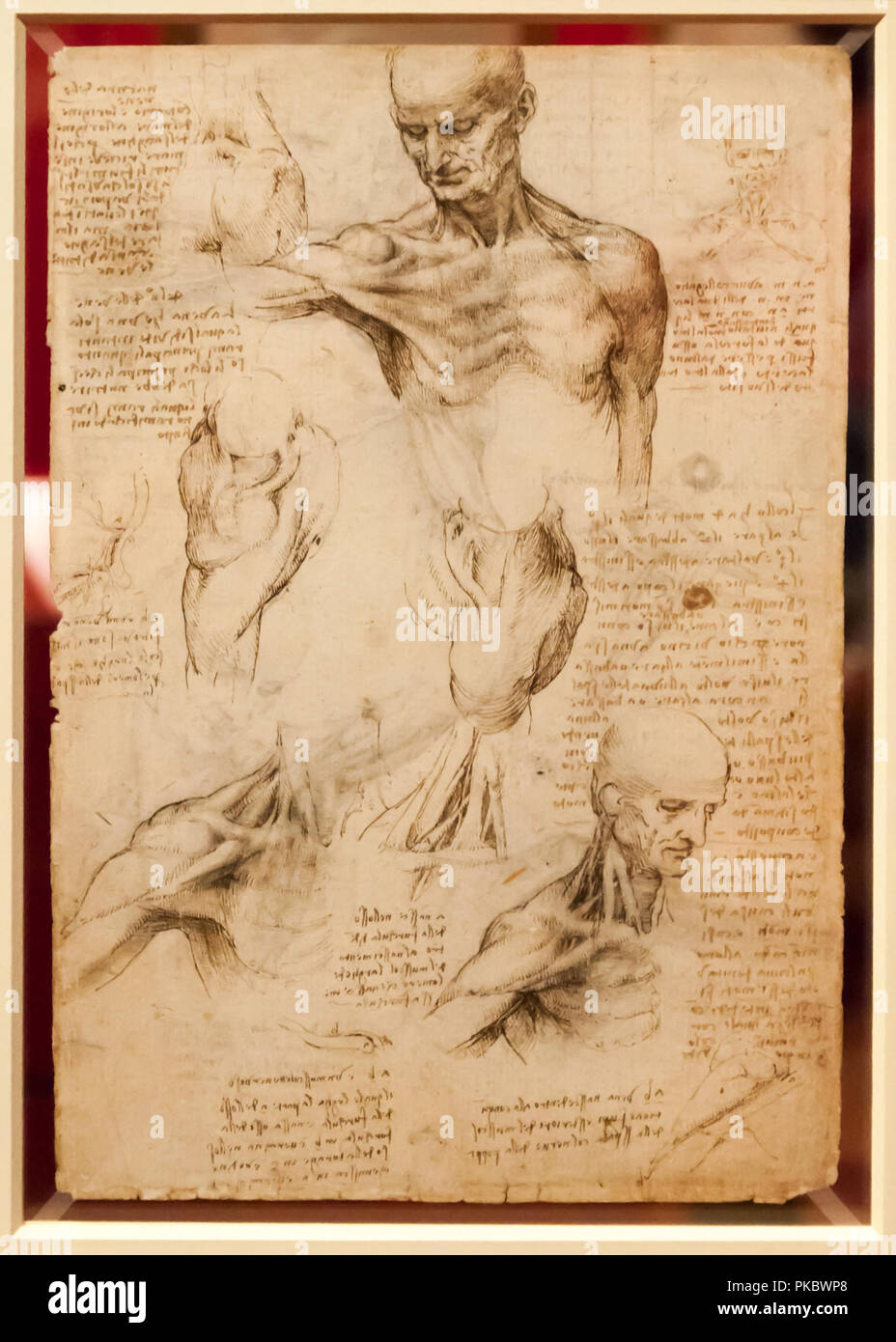 Leonardo da Vinci è umano pettorali di disegno anatomico presso la Queen's Gallery di Londra, England, Regno Unito Foto Stock