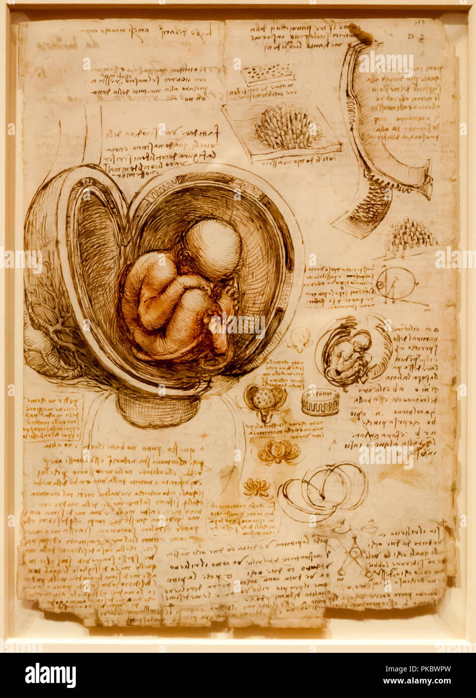 Leonardo da Vinci è umano nascituro e grembo di disegno anatomico presso la Queen's Gallery di Londra, England, Regno Unito Foto Stock