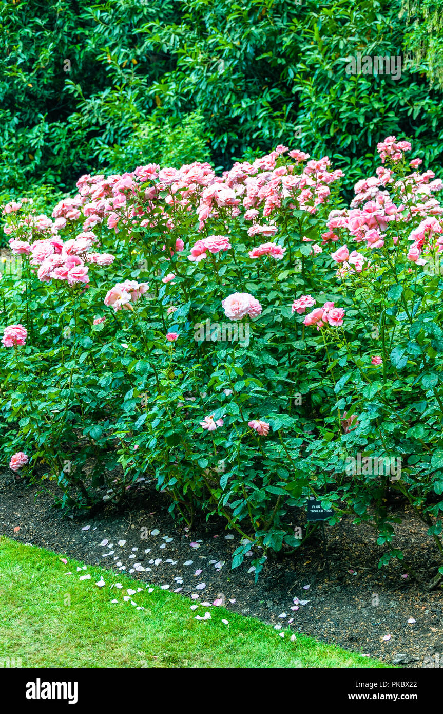 Un rosaio e petali nei giardini di Buckingham Palace presso il Festival di incoronazione, Buckingham Palace, London, England, Regno Unito Foto Stock