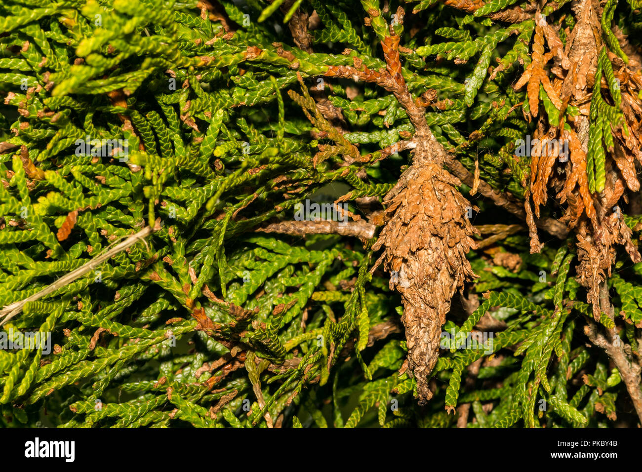 Evergreen Bagworms distruggendo il mio alberi ornamentali (Thyridopteryx ephemeraeformis) Foto Stock