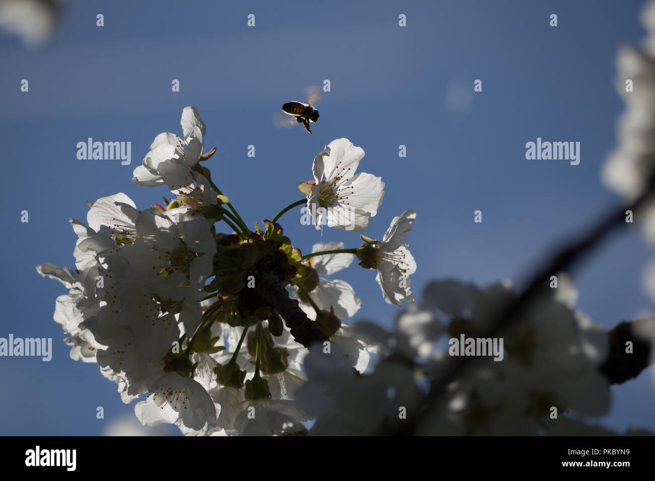 Un'ape è volare verso i fiori di ciliegio in fiore in primavera la campagna nei pressi di Arezzo, Toscana. Shot presi leggermente contro la luce. Foto Stock