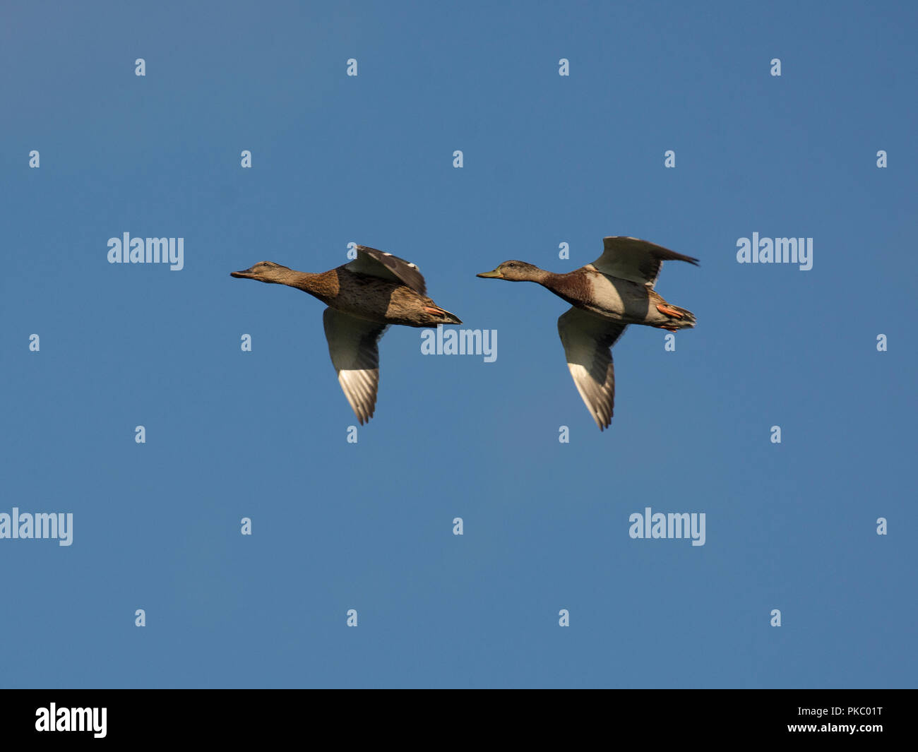 Coppia di Germano Reale, Anas platyrhynchos, anatre in volo con cielo blu, Lancashire, Regno Unito Foto Stock