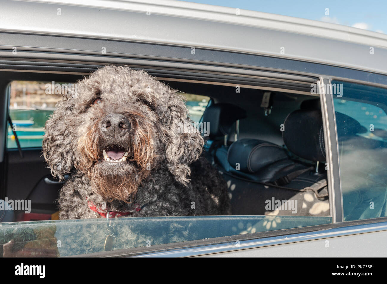 Schull, West Cork, Irlanda. Xii sett, 2018. Max il cane non può attendere per ottenere l'auto e giocare in acqua in Schull. Le docce saranno pesanti questa sera ma domani avrà sunny incantesimi. Credito: Andy Gibson/Alamy Live News. Foto Stock