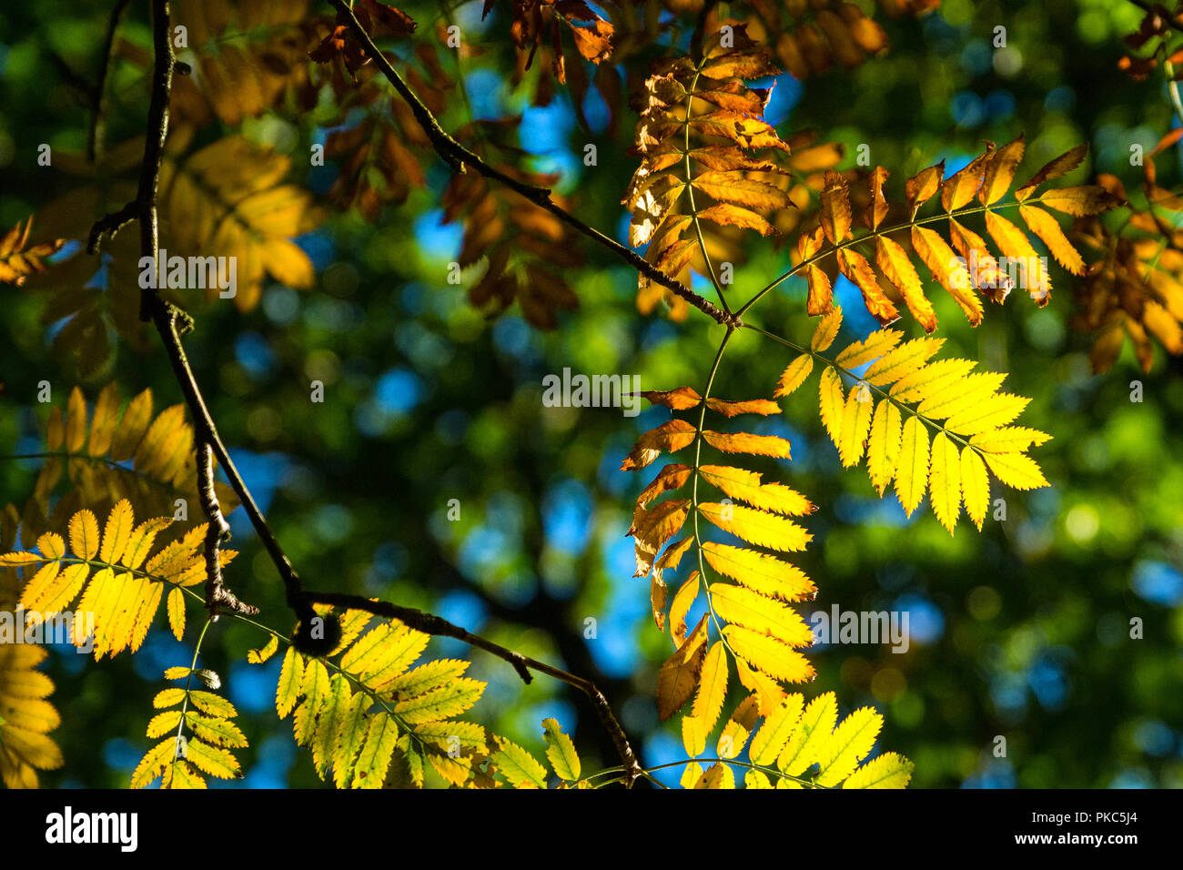 I colori autunnali che inizia a mostrare in Peak District bosco su una soleggiata giornata di settembre Foto Stock