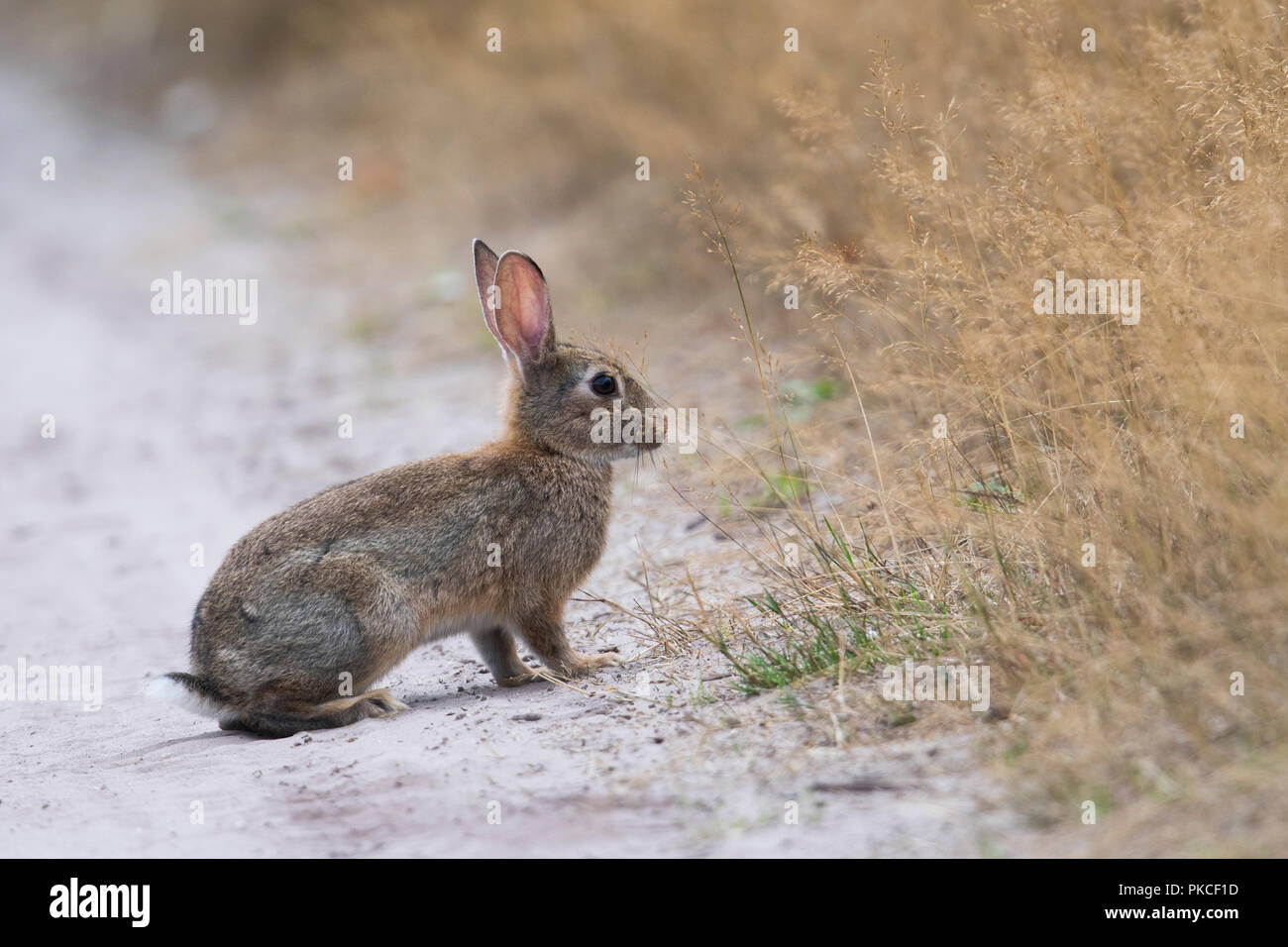 Coniglio europeo (oryctolagus cuniculus), giovane animale si siede sul ciglio della strada, Emsland, Bassa Sassonia, Germania Foto Stock