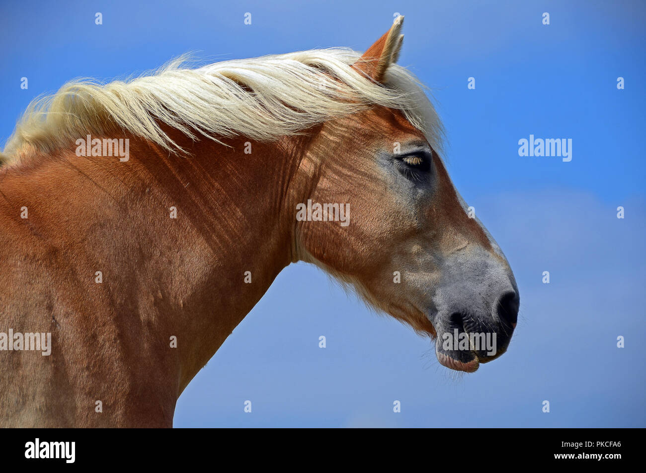 Cavallo marrone (Equus), animale ritratto, Hallig Hooge, Schleswig-Holstein, Germania Foto Stock