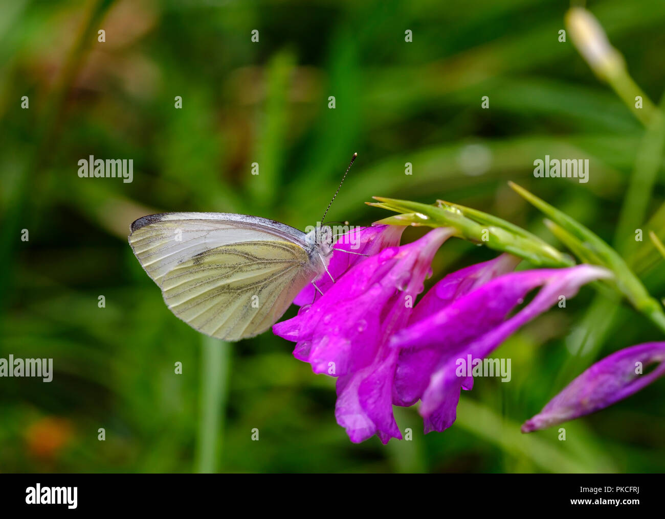 Verde-bianco venato (Sarcococca napi) sul fiore di Marsh gladiolus (Gladiolus palustris) Königsbrunner Heide, Augsburg, Svevia Foto Stock