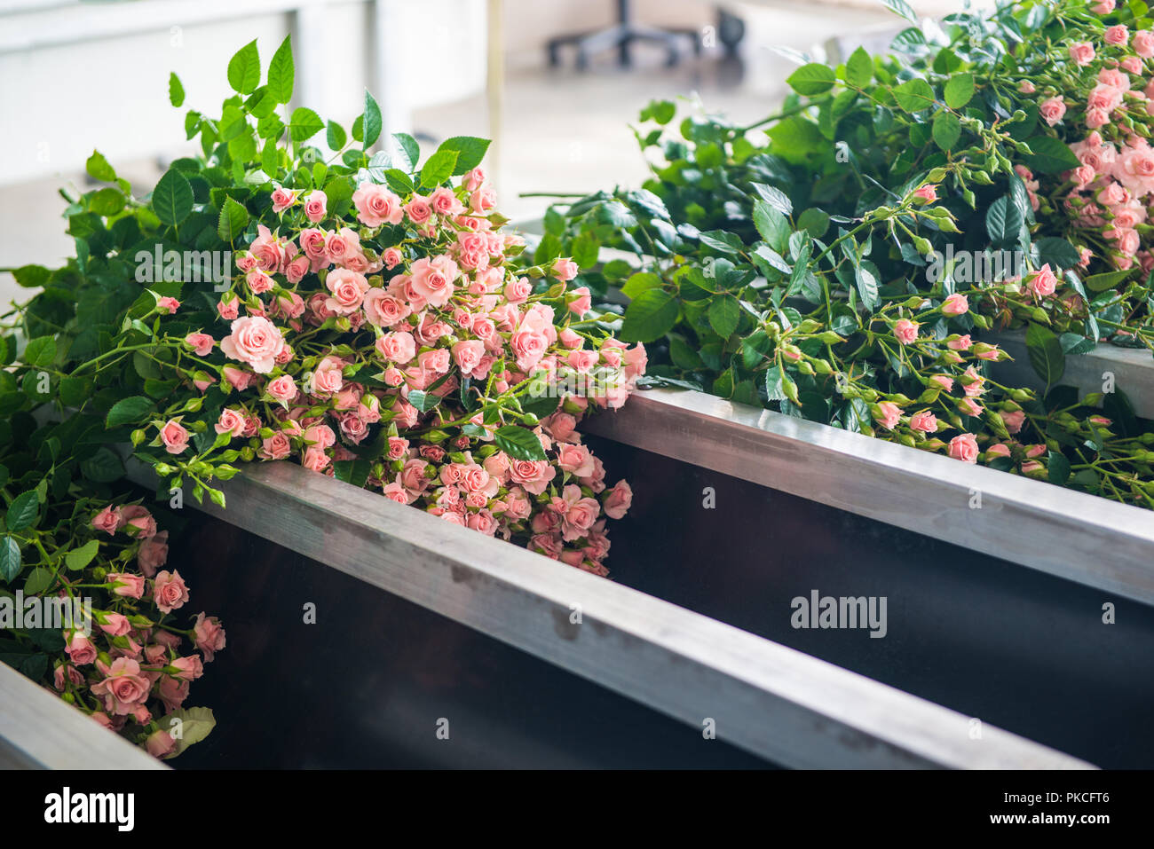 Il processo di ordinamento e pulizia di fiori in serra Foto Stock