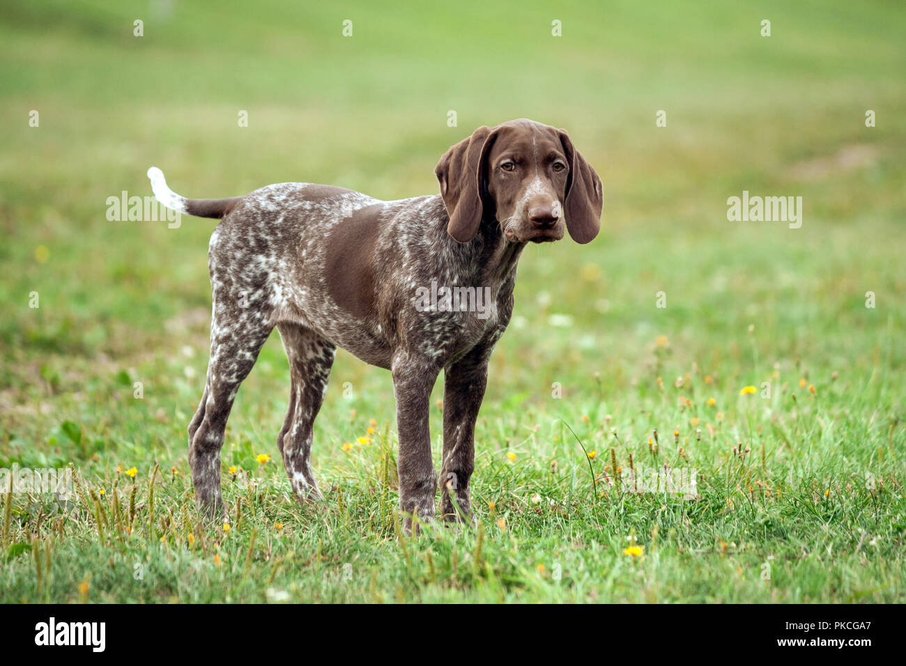 Il tedesco shorthaired puntatore, tedesco kurtshaar uno brown spotted cucciolo triste guardare, in piedi su un sentiero circondato da erba verde sul campo, un piccolo simpatico Foto Stock