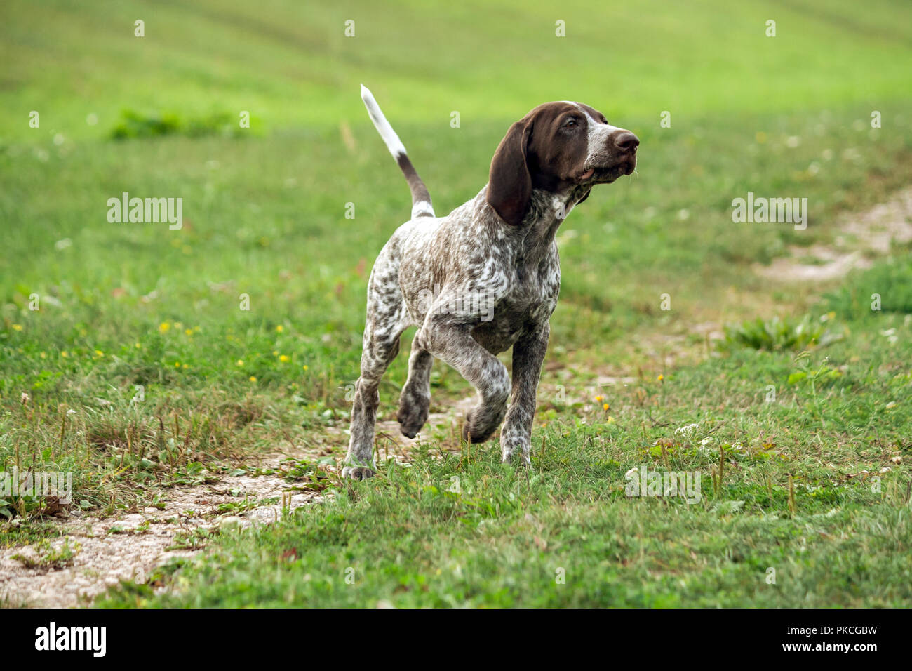 Il tedesco shorthaired puntatore, tedesco kurtshaar uno brown spotted cucciolo corre lungo il campo separato da un percorso, la testa in alto, istinto di caccia Foto Stock