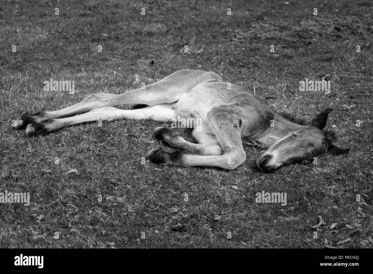 Molto giovane Wild Bodmin Moor Pony Foto Stock
