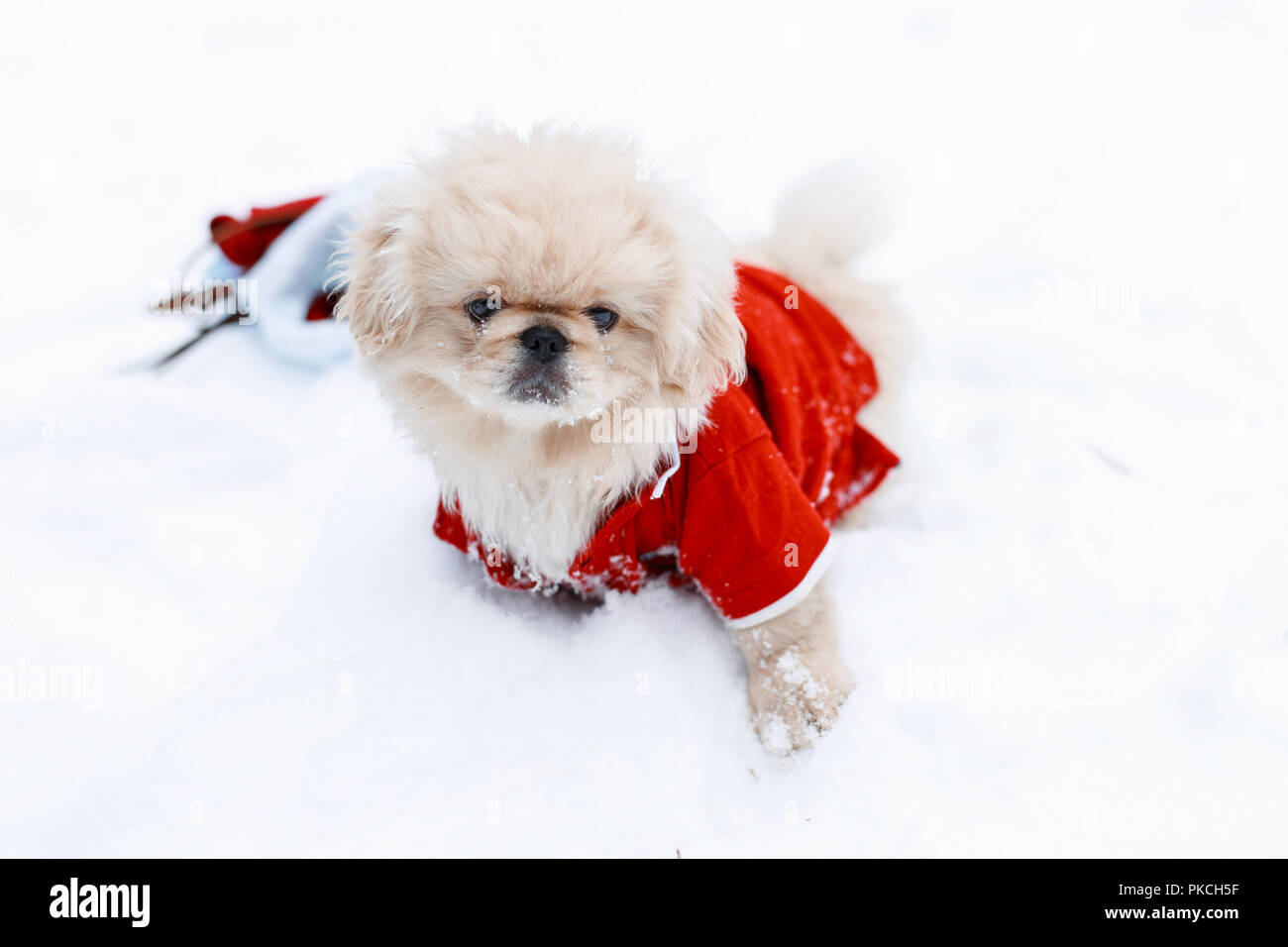 Grazioso cucciolo cani Pekingese in vestiti caldi in piedi nella neve Foto Stock