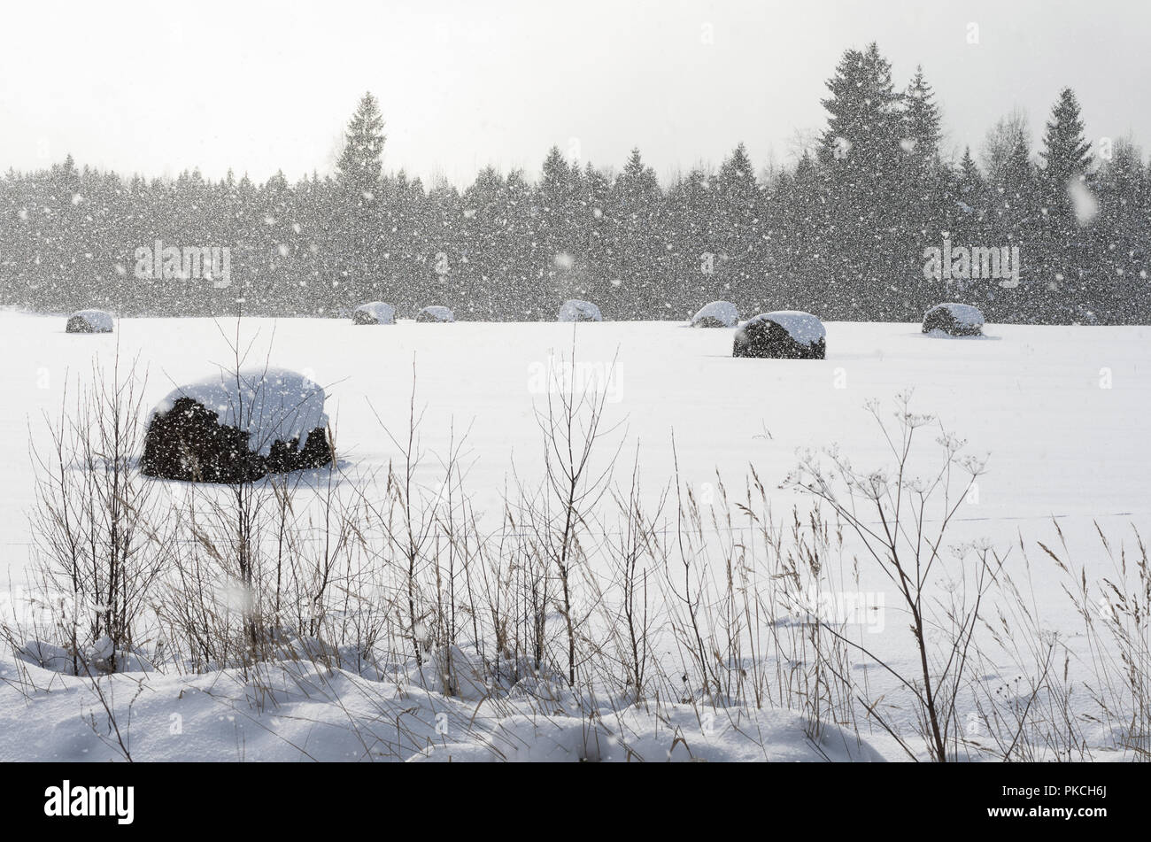 Incantevole paesaggio invernale con rotoli di fieno e un sacco di caduta di fiocchi di neve illuminata dal sole Foto Stock